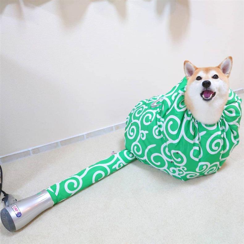 Dry Wet Pets Instantly! Hands-Free Warm Air Pet Drying Bag